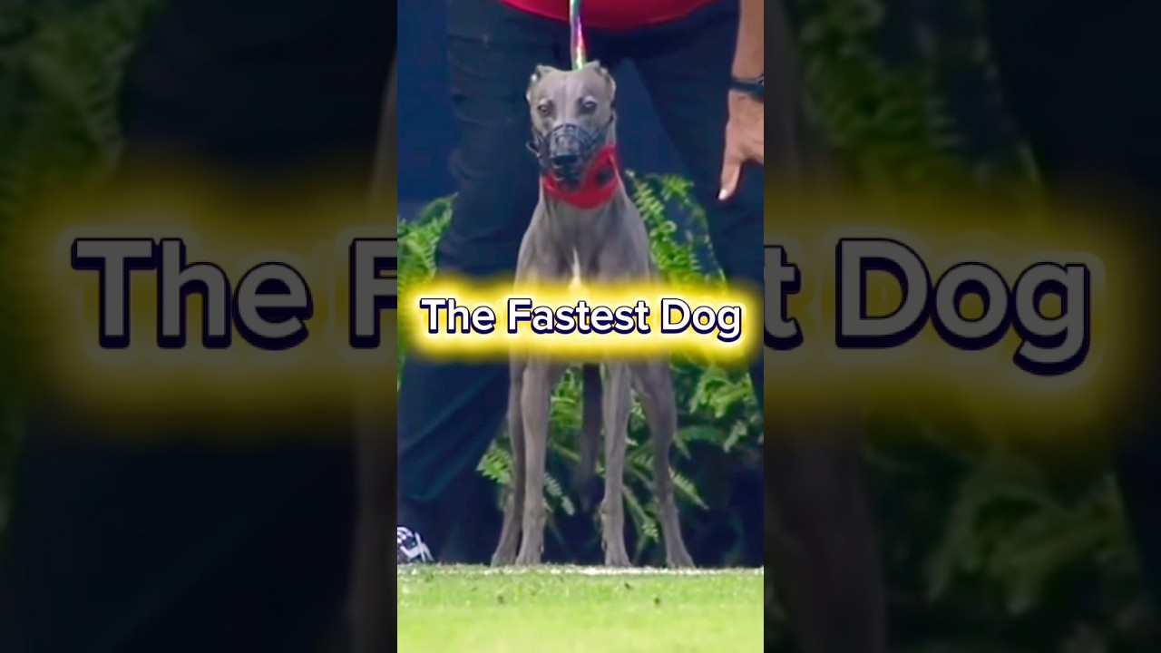 The Fastest Dog 🐕