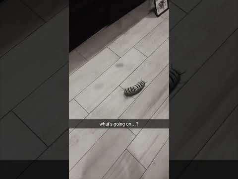caterpillar throws ant...🤯 #shorts