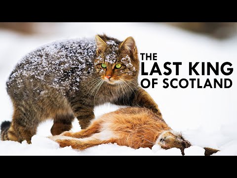 Scottish Wildcat: The Highlander Cat