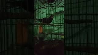 Download lagu Suara burung Tuwu   #shorts mp3