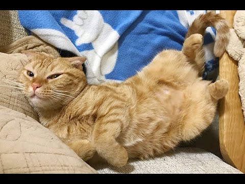 猫汎白血球減少症:症状と治療法