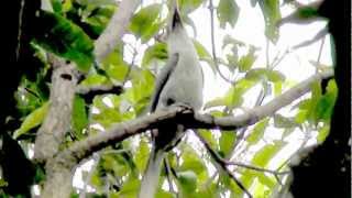 preview picture of video 'Sri Lanka Grey Hornbill (Ocyceros gingalensis)'