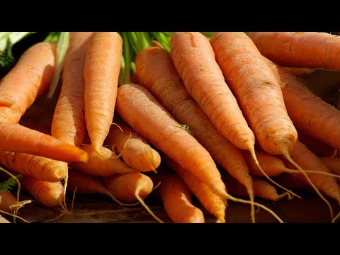 , title : 'Как сажать семена моркови в гранулах весной в открытый грунт'