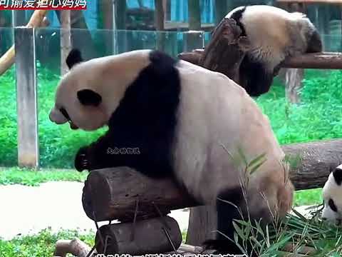 Yuko's Heartwarming Gesture to Soothe a Sneezing Mama Panda - Adorable Moments with Yuko and...