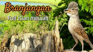 Download lagu Masteran Burung Branjangan Jawa, Parva, Aliena Full isian  (Mirafra Javanica) | MASTERAN JUARA ❗️ mp3