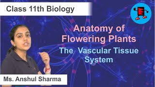 CBSE Class 11 Biology Anatomy of Flowering Plants The Vascular Tissue System |Extraminds