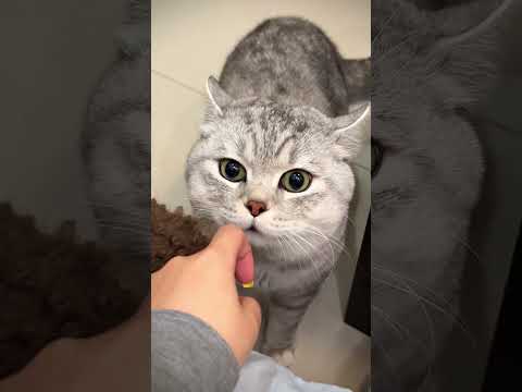 Cat's Priceless Reaction to Smelling Another Cat on Her Owner! (wait for it) #shorts