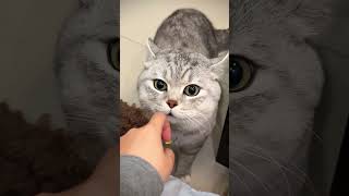 Cat's Priceless Reaction to Smelling Another Cat on Her Owner! (wait for it) #shorts