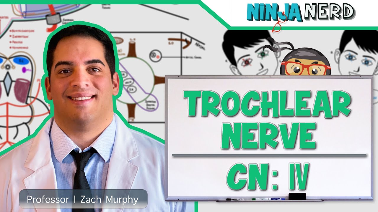 Neurology | Trochlear Nerve: Cranial Nerve IV