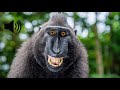 Monkey Sound Effect
