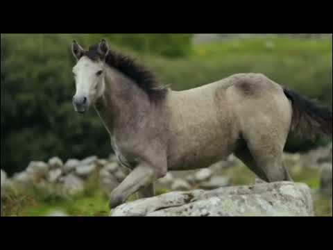 Caballo Viejo Cover/ de Simón Díaz/ Canta: Carlos Gamez Viva Venezuela 🇻🇪🙏