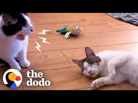 Cat Keeps Hissing At New Little Sister | The Dodo