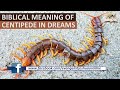 Biblical Meaning of CENTIPEDE in Dreams - Centipede Dream Interpretation