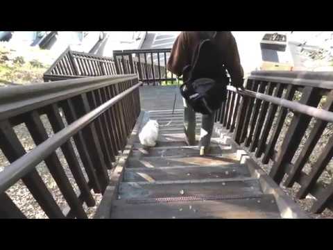 Eduardo (the Leash-Walking Cat) Goes Down Stairs at U.C. Berkeley