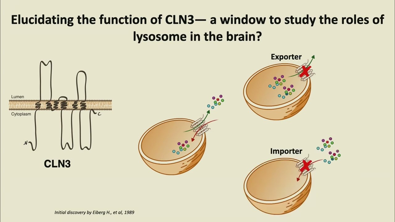 Lysosome function in brain health and disease; from tool development to novel biology