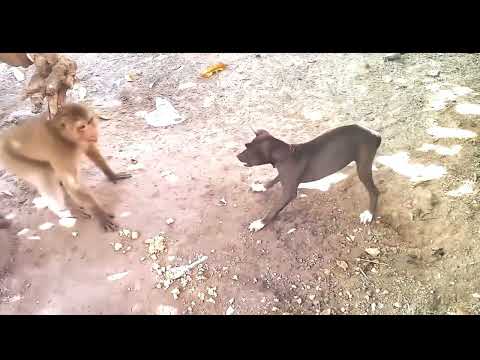 monkey vs dog @fight