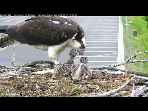 Hellgate ospreys MT  6 17 18 739pm Louis does it again with another large fish delivery