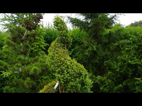 How to Make a Spiral Topiary from Boxwood