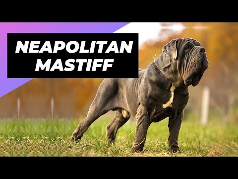 Neapolitan Mastiff 🐶 One Of The Biggest Dog Breeds In The World #shorts