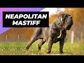 Neapolitan Mastiff 🐶 One Of The Biggest Dog Breeds In The World #shorts