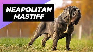 Download lagu Neapolitan Mastiff ๐ถ One Of The Biggest Dog Breeds In The World #shorts mp3 Download lagu Neapolitan Mastiff ๐ถ One Of The Biggest Dog Breeds In The World #shorts mp3