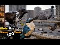 If Birds Size Increased To 100 Times Imaginary Birds Size Comparison