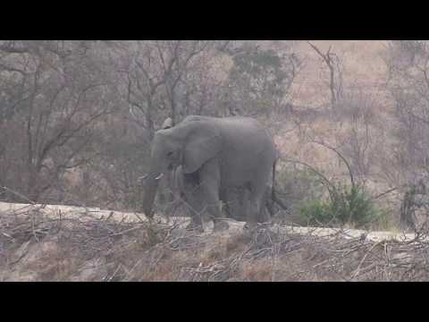 Djuma: Short Trunk elephant and her small herd - 07:05 - 09/22/18
