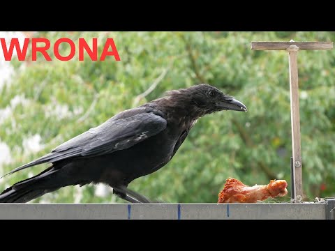 Wrona czarna:BLACK CROW.🐦🐦🐦13