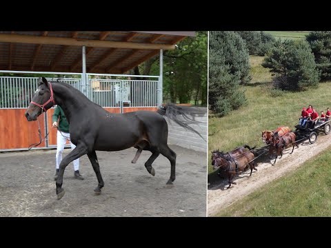 Ogiery małopolskie zbonitowane 83 punkty. Urodzą idąca w parze z doskonałymi genami.