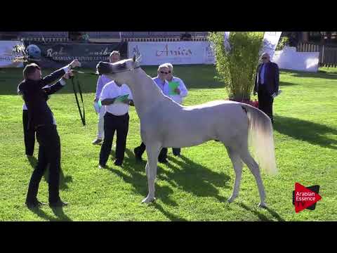 N.42 DANDI MPE - 2017 Italian Nationals - 2 Years Old Colts (Class 5)