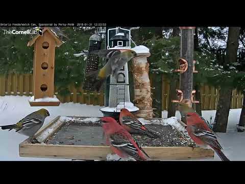 Pine Grosbeaks Differ In Size And Color – Jan 31, 2018