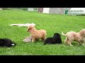 Bernedoodle dogs for sale: Louis - Video 1