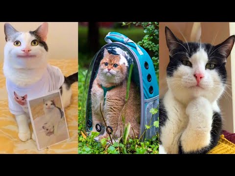 Los Mejores BRUSCHIMICHIS 😹 | 45 Minutos De Risa 🐈💕 | Gatos Divertidos y Chistosos