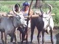 Thennavan Short Film Neruppu Pookal 2000