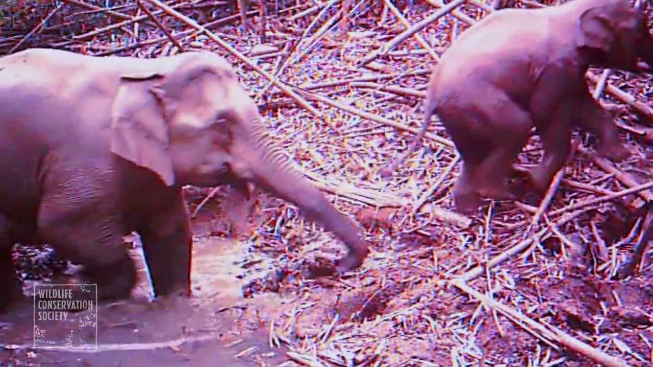 Moment of Zen: Peaceful Elephants in Cambodia - YouTube