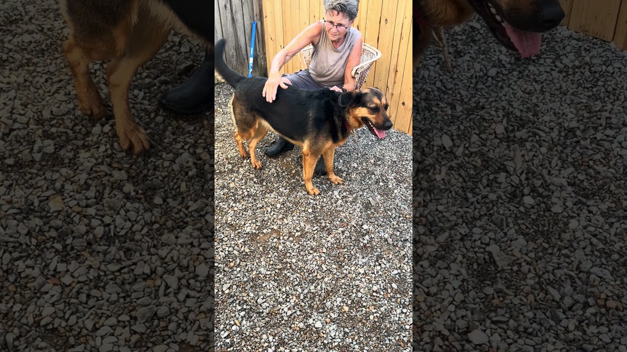 Farley, a Adoptable mixed breed in Greeneville, TN video 6/6