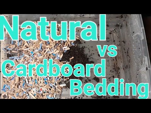 Setting up 2 New Composting Worm Bins- Natural Bedding vs Cardboard#vermicompost #worms #wormbin