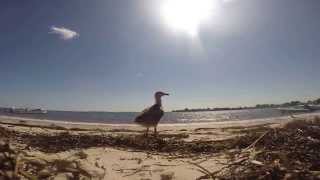 preview picture of video 'Close encounter with baby seagull - Stonington, Conn'