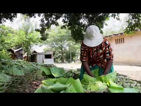 Madagascar Lychee Export