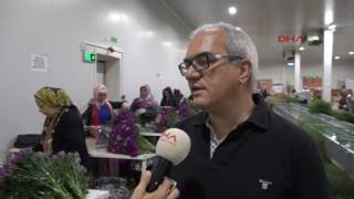 ANTALYA'DAN ANNELERE 150 MİLYON ÇİÇEK