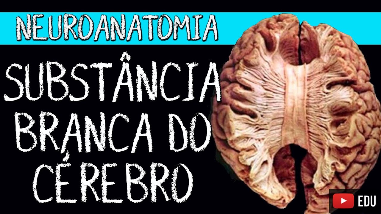 SUBSTÂNCIA BRANCA DO CÉREBRO (Video aula) - Neuroanatomia Funcional com Rogério Souza #Telencéfalo