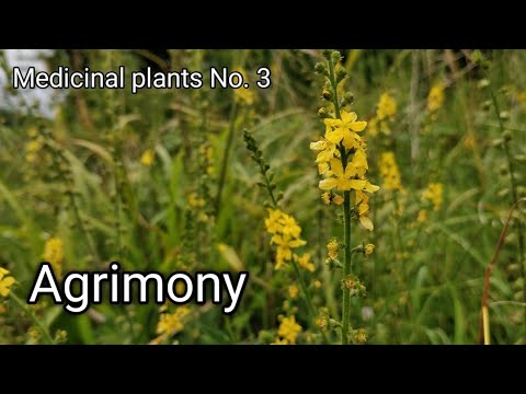 Agrimony (Agrimonia eupatoria) Medicinal wild plants