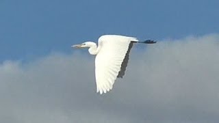 preview picture of video 'Great Egret at the San Pedro River in Cochise County, Arizona, Sept. 2013'