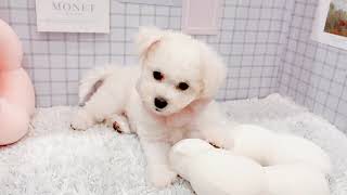 ビションフリーゼの動画01