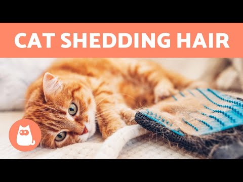 HAIR SHEDDING in CATS 🐱🐾 (Caring for Cats During Molting Season)