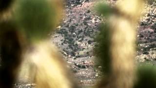 Collapse - Boards Of Canada