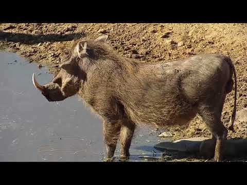 Djuma:  Warthog male at the pan - 14:41 - 07/14/19