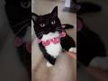 Tuxedo Cat Foryou Funny Animals Cute Shorts Shortvideo