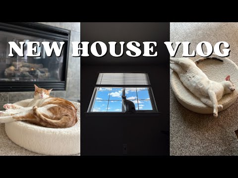 NEW HOUSE VLOG | 2 Weeks With the Cats in Our New Place!