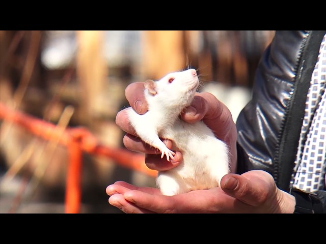 Мой ласковый и нежный... крыс!